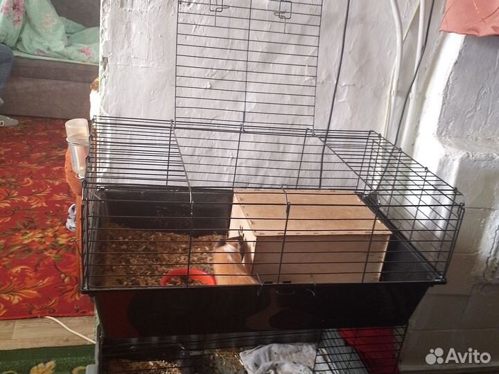 Морские свинки