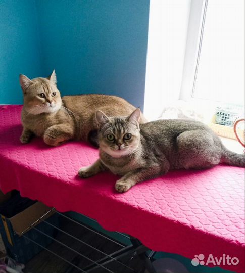 Шотландские шиншиллы котята