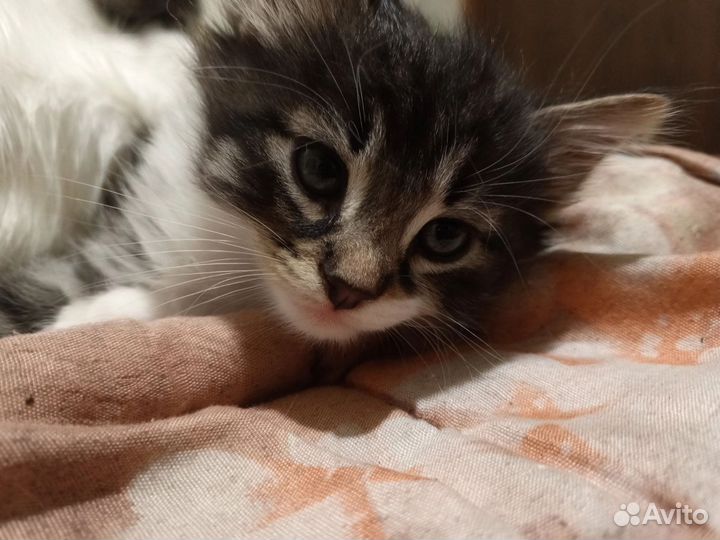 Котятки в добрые руки