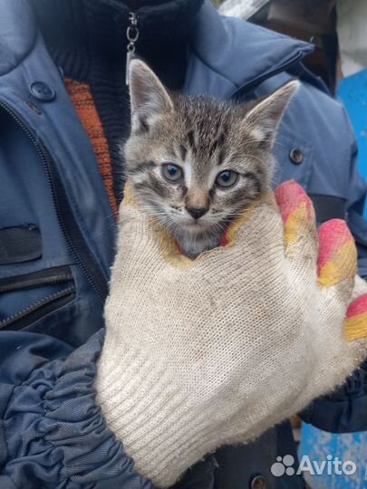 4 котенка девочки 2 месяца
