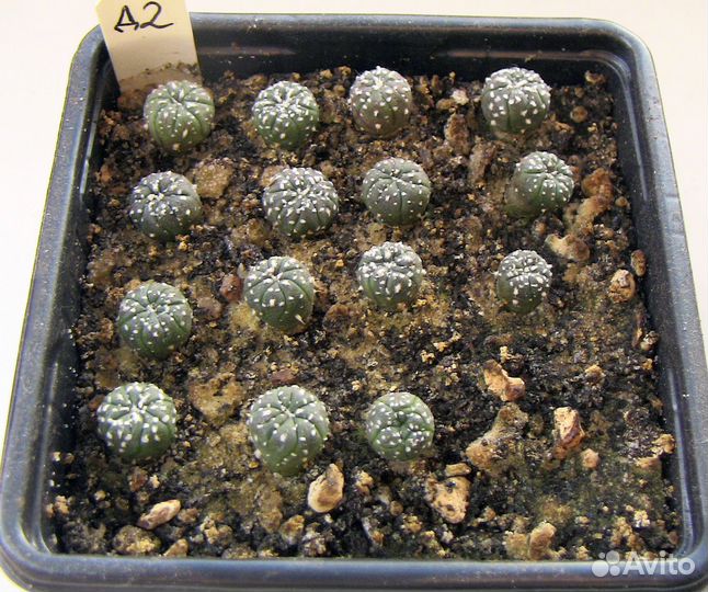 Кактусы сеянцы