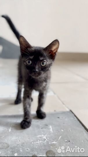 Котенок девочка