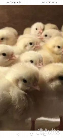 Цыпленок