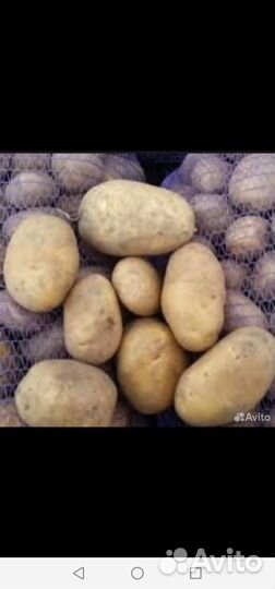 Продам картофель