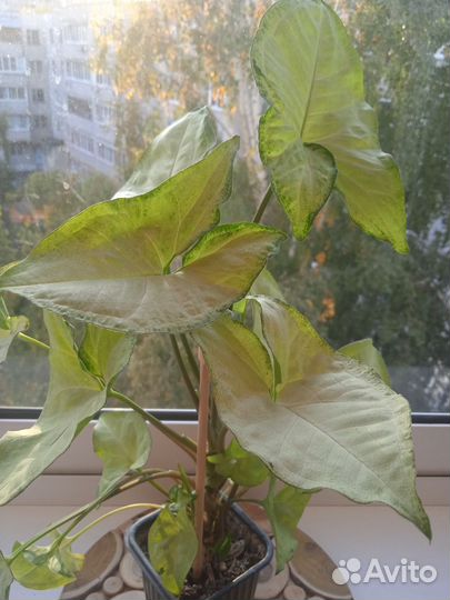 Сингониумы сортовые