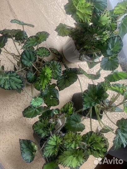 Бегония тигровая. Декабрист 2/1