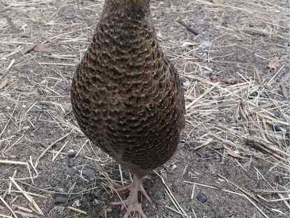 Перепела несушки, Пушкино