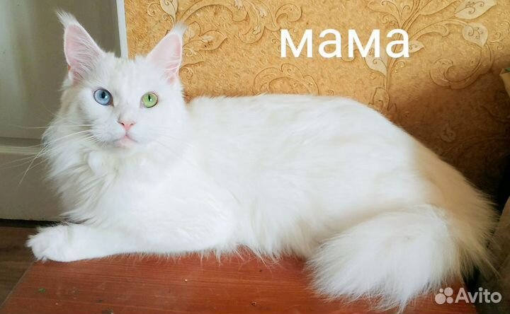 Мейн-кун кошечка, Донецк, днр