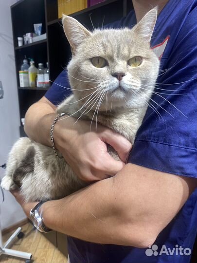 Котик в добрые руки