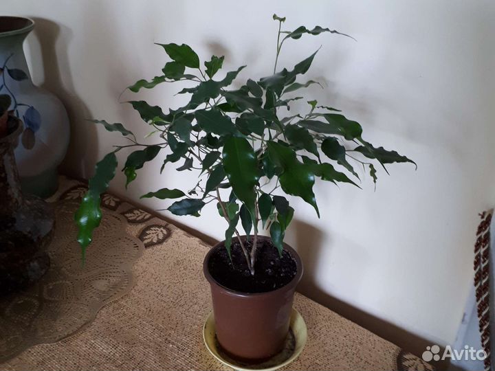 Фикус бенджамина