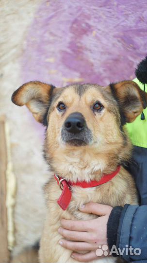 Собака Джек ищет дом и своего человека