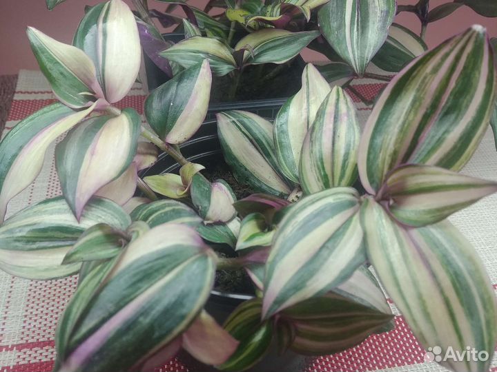 Традесканции