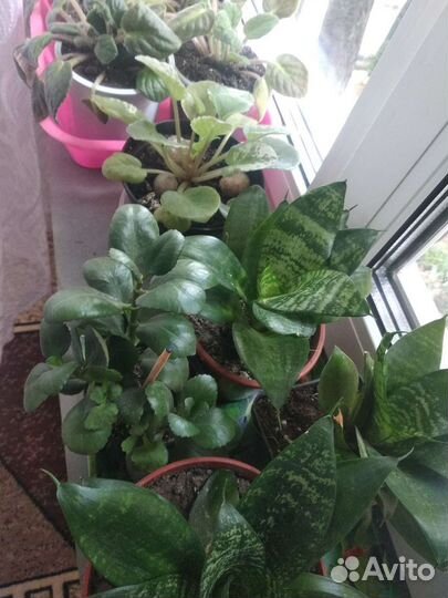 Сансевиерия