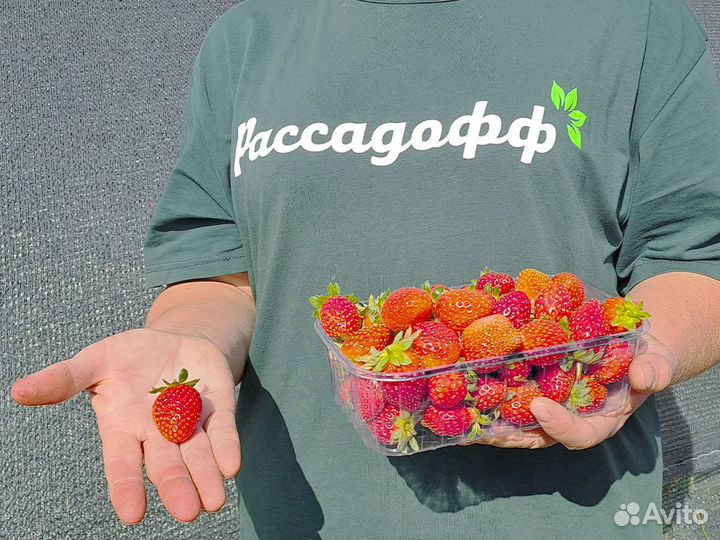 Рассада клубники. Крупная ягода