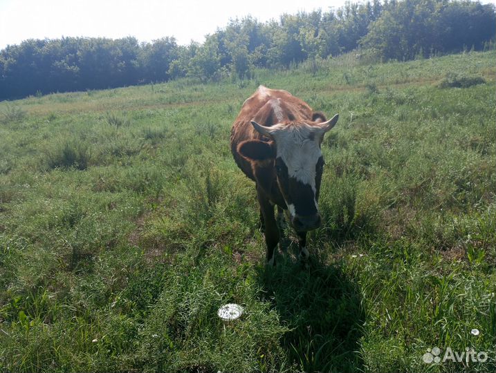 Продам телку