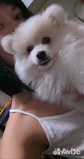 Померанский шпиц