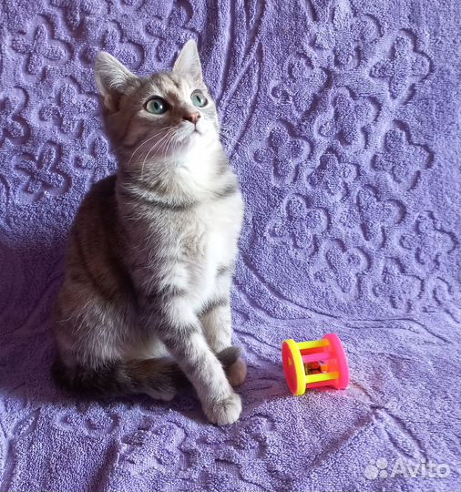 Котенок девочка