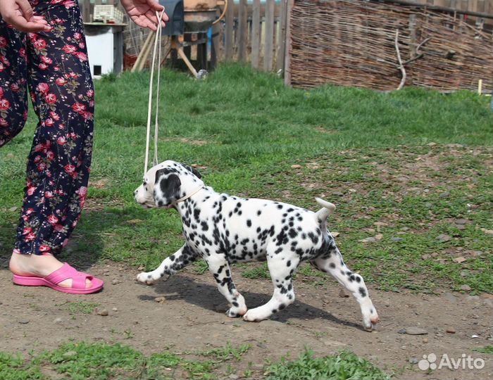 Щенок Далматина Лёня