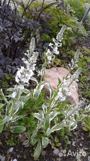 Многолетние садовые растения. Вероники