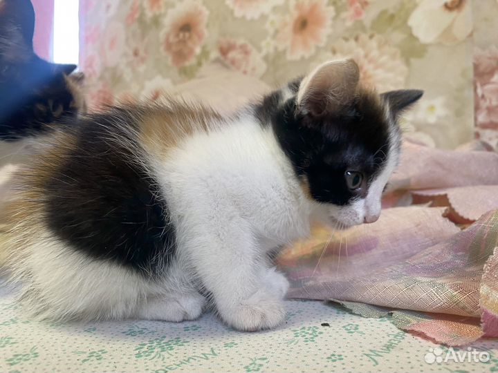 Котята бесплатно