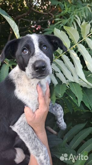 Собака щенок Ханна