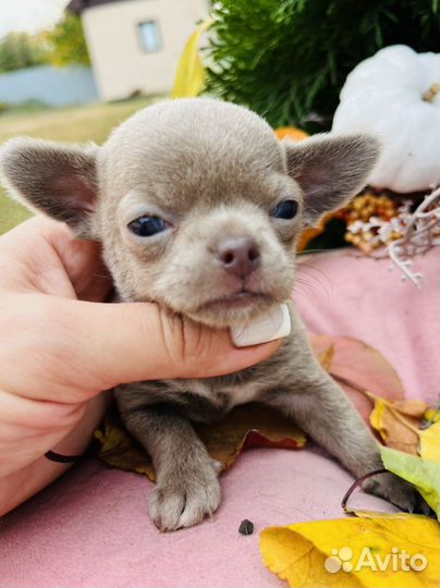 Чихуахуа мини