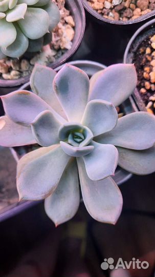 Echeveria Pretty in pink