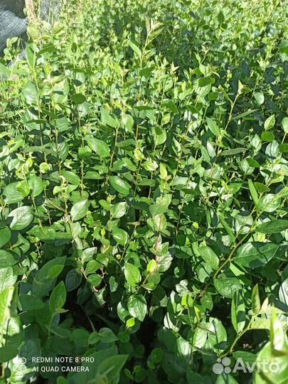 Кизильник блестящий