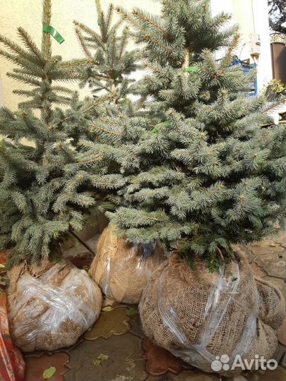 Ель голубая