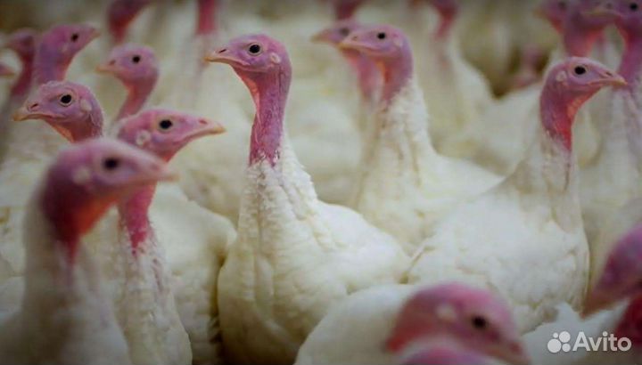 Индейка подрощенная Хайбрид