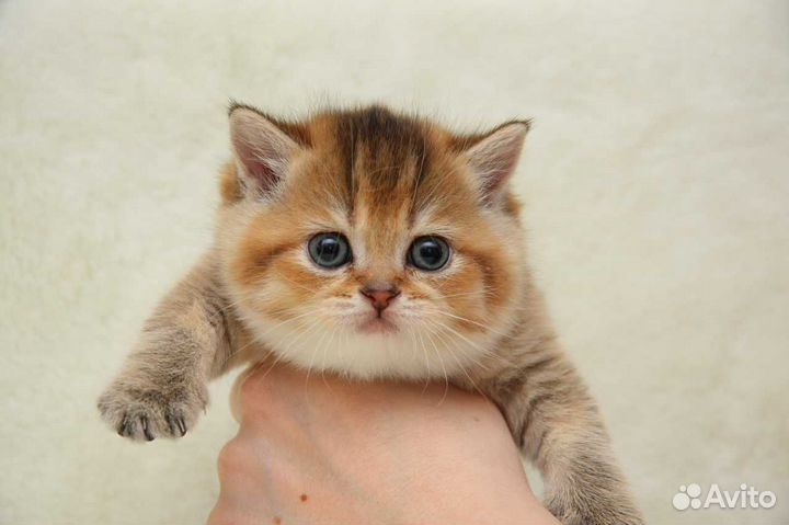Котята шиншилята