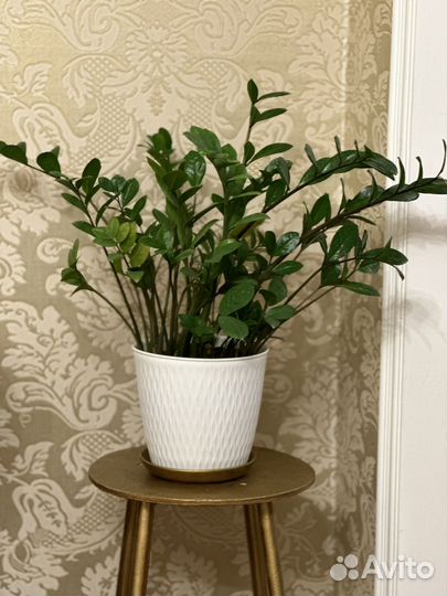 Замиокулькас