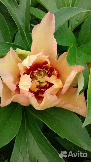 Пионы,деленки