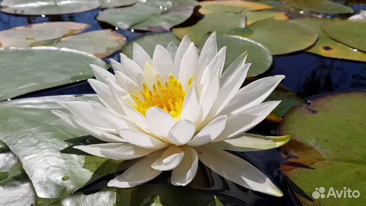 Моя коллекция Нимфей, (волянная лилия)