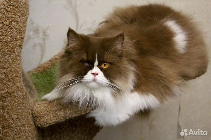 Британская кошка Веста