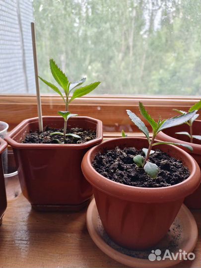 Каланхоэ лечебное