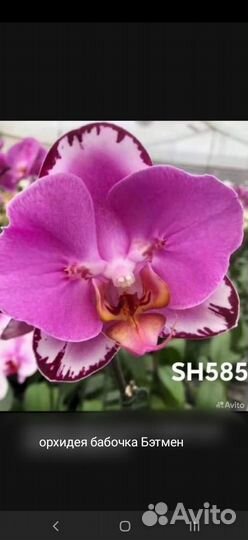 Орхидея Бэтмен