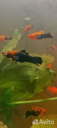 Рыбки,растения,корм