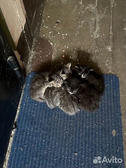 5 котят в опасности