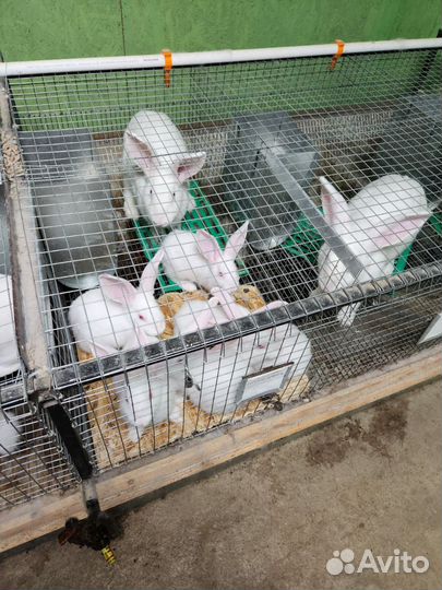 Белый паннон кролик на племя и на мясо