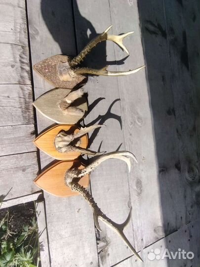 Рога оленя и лося