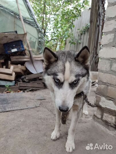 Хаски мальчик с разными глазами