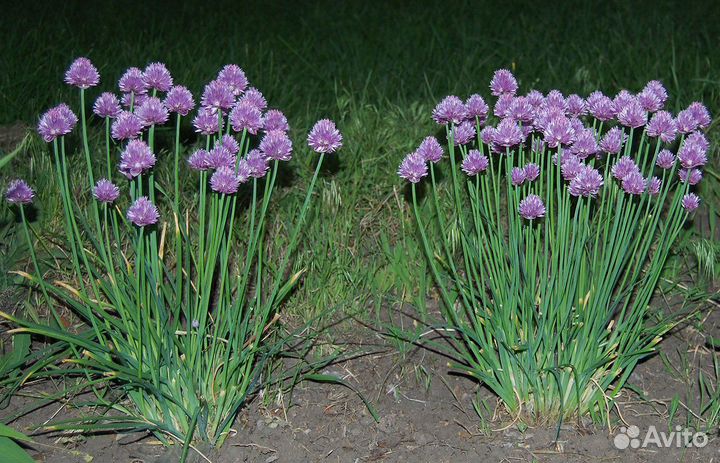 Лук многолетний