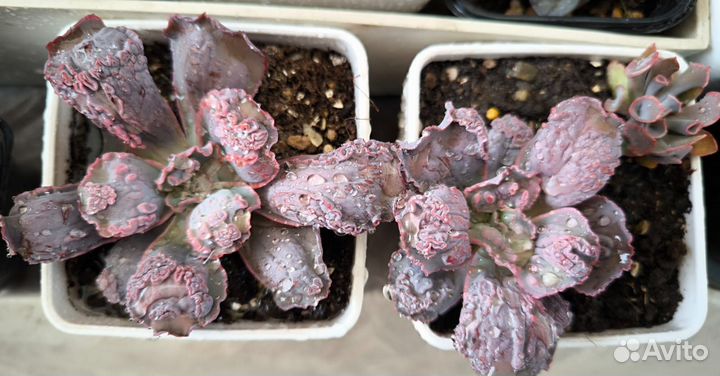 Суккуленты