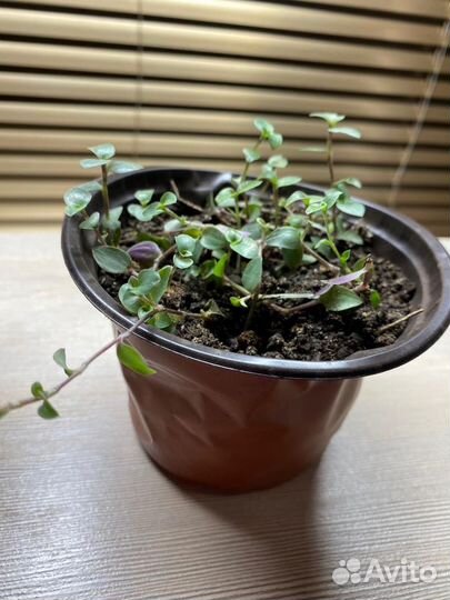 Коллизия зеленая