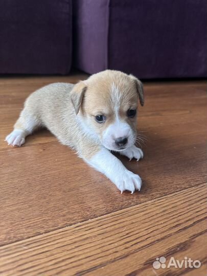 Джек Рассел терьер