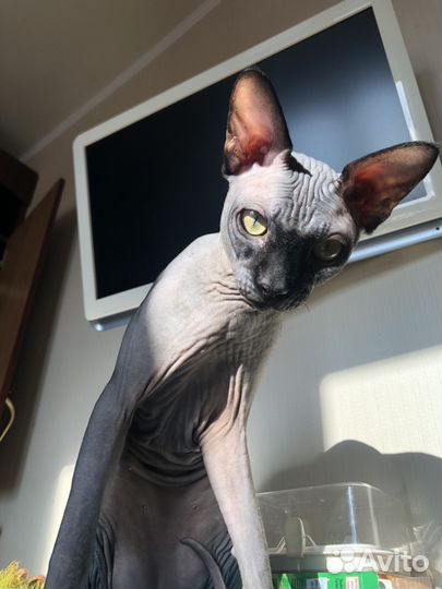 Канадский сфинкс вязка