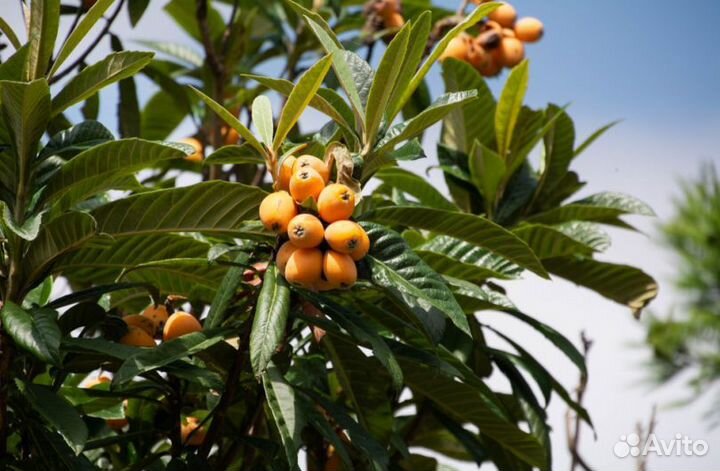 Мушмула Японская