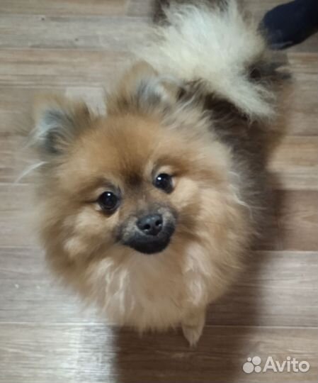 Померанский шпиц девочка