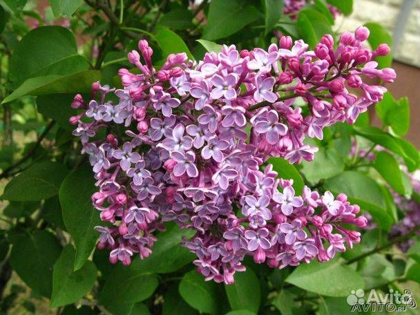 Саженцы сирени и рябины